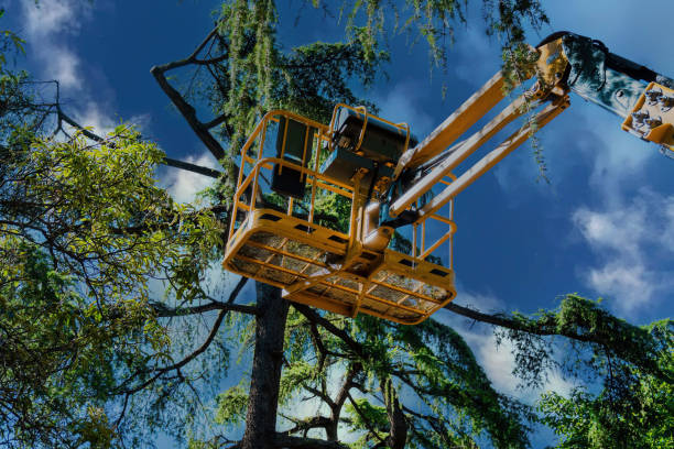 Best Tree Preservation Services  in Queens, NY
