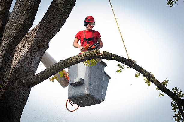 Best Tree Fertilization  in Queens, NY